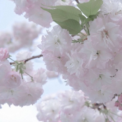 Furry文化趣味解读兽圈群